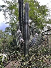 Pilosocereus