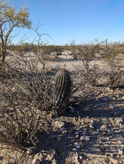 Ferocactus townsendianus