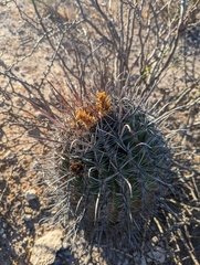 Ferocactus townsendianus