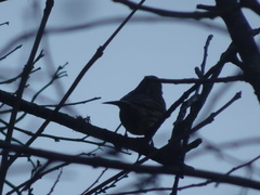Emberiza citrinella