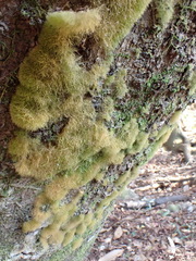 Coenogonium implexum