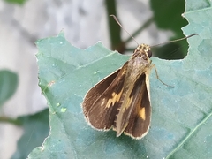 Taractrocerini