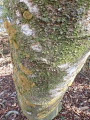 Coenogonium implexum