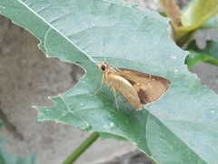 Taractrocerini