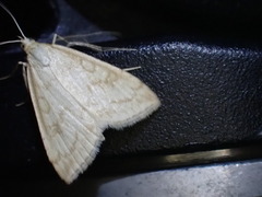 Udea lutealis