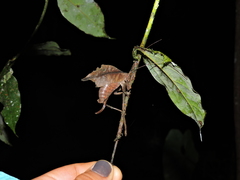 Typophyllum egregium
