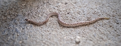Tropidophis melanurus
