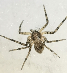 Philodromus
