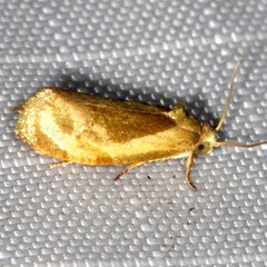 Ponometia erastrioides