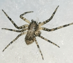 Philodromus