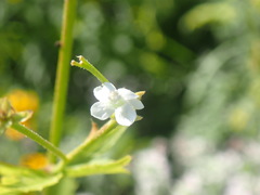Napaea dioica