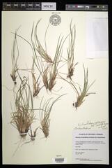 Dichanthelium perlongum