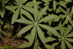 Lupinus burkei