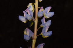 Lupinus burkei