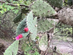 Opuntia cochenillifera