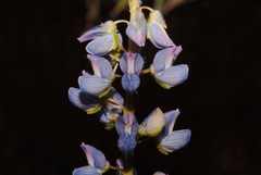 Lupinus burkei