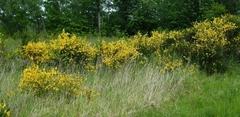 Genista tinctoria