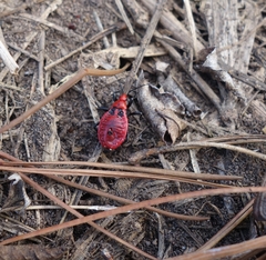 Ectrichodia crux