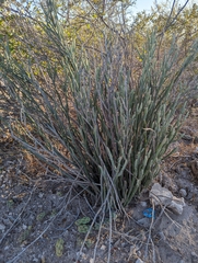 Euphorbia lomelii