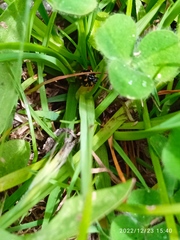 Coccinella