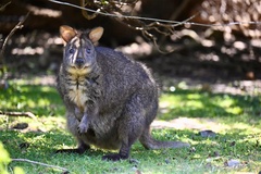 Thylogale billardierii