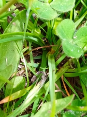 Coccinella