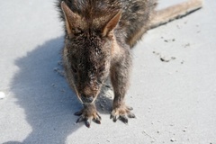 Thylogale billardierii