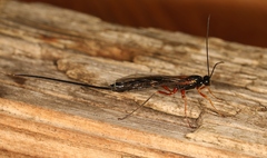 Dolichomitus pterelas