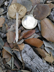 Pluteus cinereofuscus