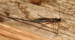 Dolichomitus pterelas