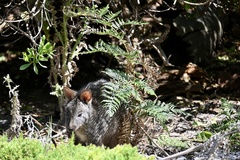 Thylogale billardierii