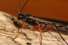 Dolichomitus pterelas