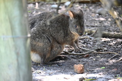 Thylogale billardierii