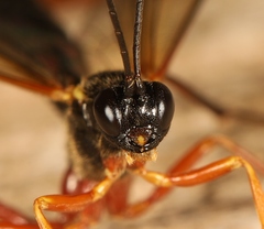 Dolichomitus pterelas