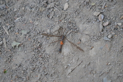 Calyptostomatidae