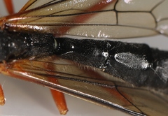 Dolichomitus pterelas