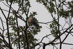 Aphrastura spinicauda