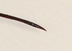 Dolichomitus pterelas