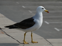 Larus belcheri