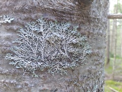 Hypogymnia physodes