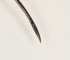 Dolichomitus pterelas