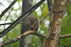 Sciurus aestuans ingrami