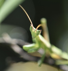 Apteromantis aptera
