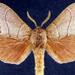 Dicogaster - Photo (c) Jim Vargo at Moth Photographers Group，保留部份權利CC BY-NC-SA