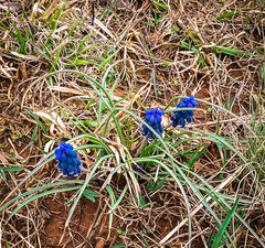 Muscari