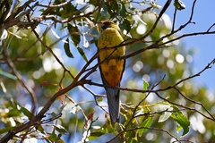 Platycercus caledonicus