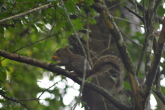 Sciurus aestuans ingrami