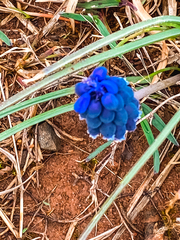 Muscari