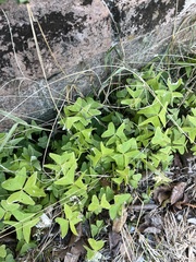 Oxalis intermedia