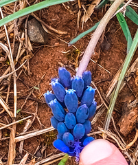 Muscari